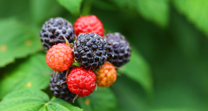 Janggi Bokbunja image