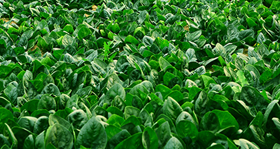 Gokgang Spinach image