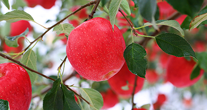 Jukjang Mountain apple image
