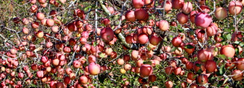 Jukjang Market image