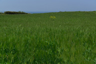Cape Homigot Green Barley Field