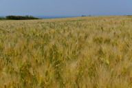 Cape Homigot Ripe Barley Field
