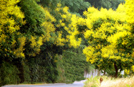 Goldenrain Tree Colony